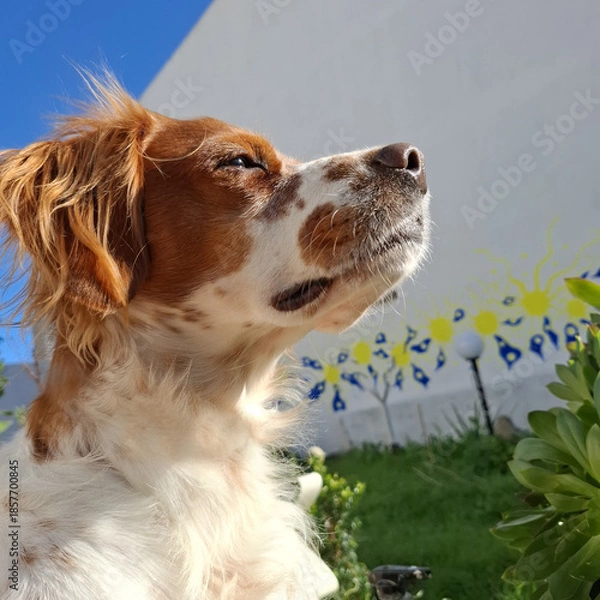 Fototapeta Spaniel breton