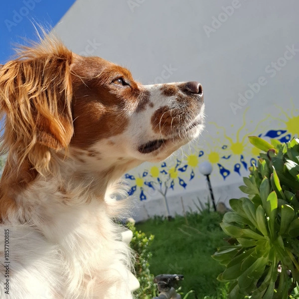 Fototapeta Spaniel breton