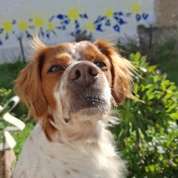 Fototapeta Spaniel breton