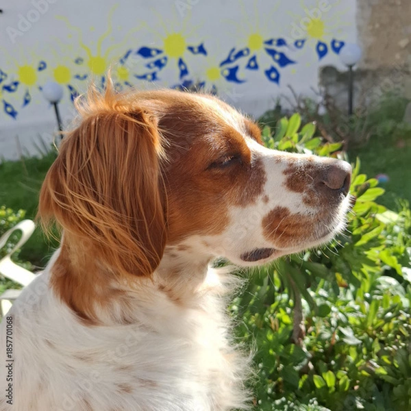 Fototapeta Spaniel breton