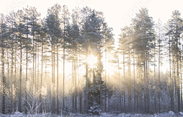 Fototapeta Sun rays in forest
