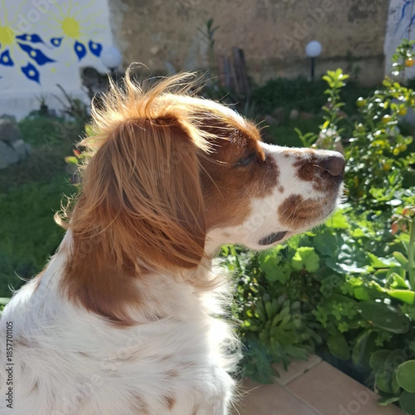 Fototapeta Spaniel breton
