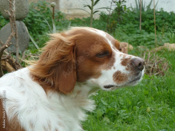 Fototapeta Spaniel breton