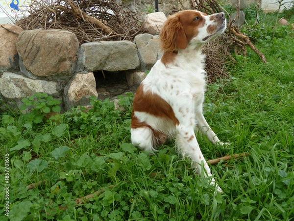 Fototapeta Spaniel breton