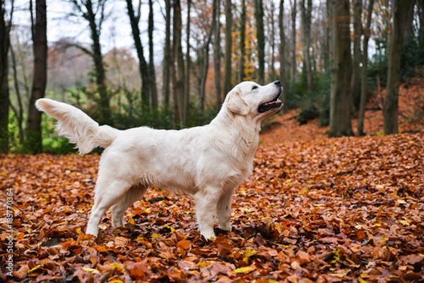 Fototapeta Playful golden retriever in a forest