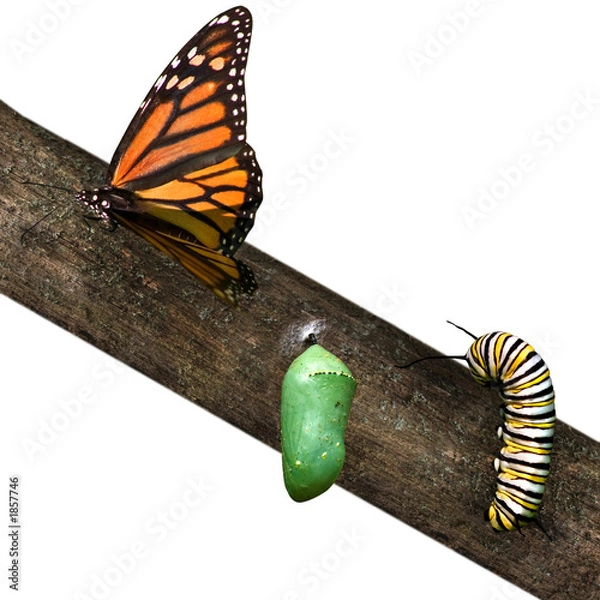 Obraz nowe narodziny