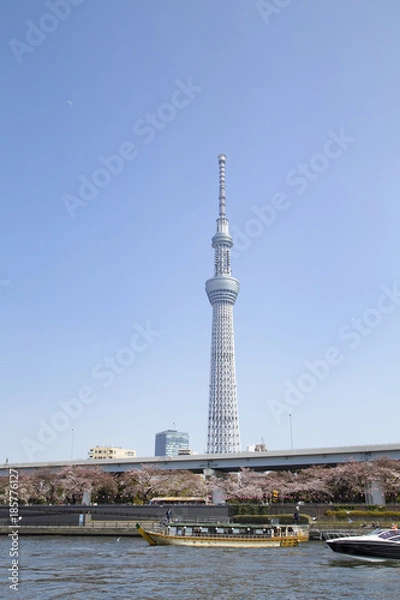 Fototapeta 隅田公園と東京スカイツリー