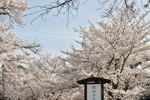Fototapeta 世界遺産醍醐寺　霊宝館前　サクラ(京都市伏見区)