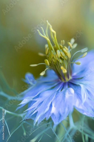 Obraz Nigella (Nigella damascena) flower in spring garden, background for design, wallpaper, floral motif