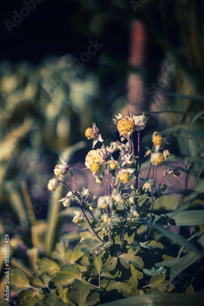 Obraz Blooming common columbine flowers (Aquilegia vulgaris) in a spring garden, natural floral wallpaper or background with a floral motif