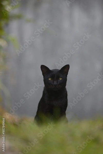 Obraz Black Cat