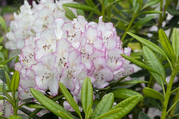 Fototapeta Rhododendron