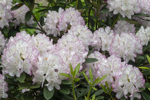 Fototapeta Rhododendron