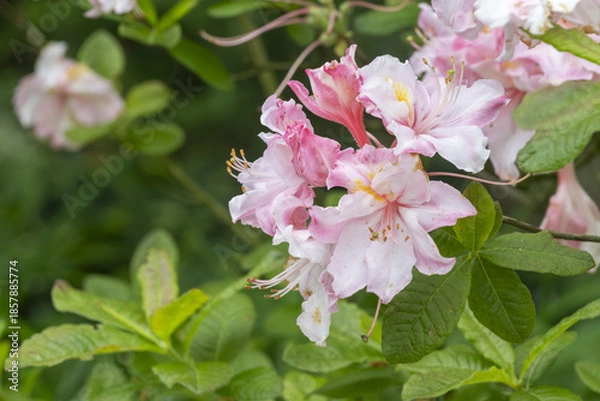 Fototapeta Rhododendron