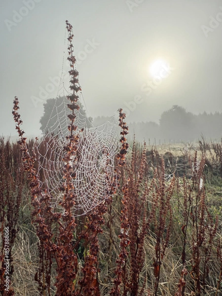 Obraz Rosée de juillet
