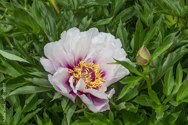 Fototapeta Paeonia