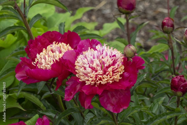 Obraz Paeonia