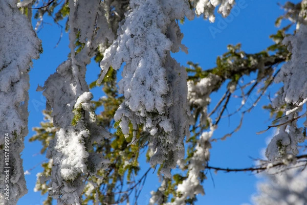 Obraz Grün weiß blau winter