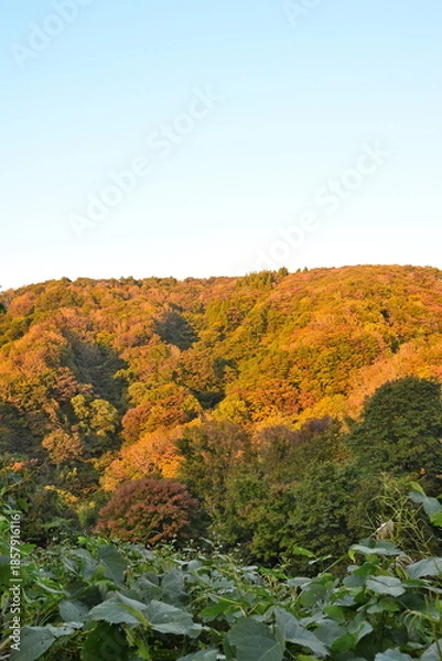 Obraz 紅葉が広がる八方台周辺の山景色（新潟県長岡市）