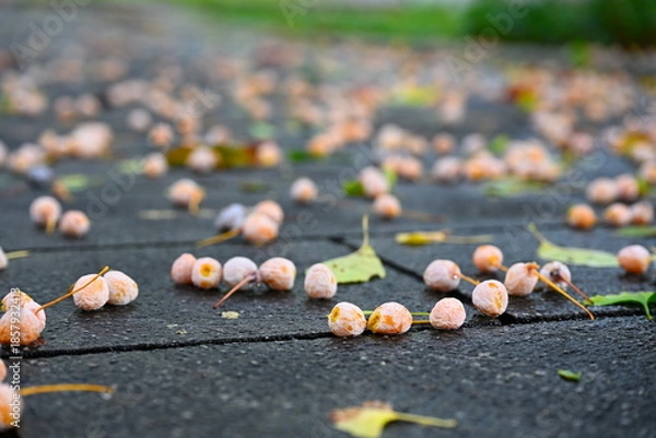 Obraz 路面に散らばるギンナンの実（新潟県新潟市）