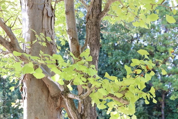 Obraz 銀杏の森の風景