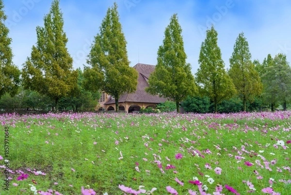 Fototapeta 青空バックに見るメタセコイヤ並木と満開のコスモスのコラボ情景