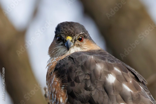 Obraz Sharp Shinned Hawk Close Up