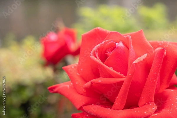 Fototapeta 水滴をまとった鮮やかな赤いバラのクローズアップ