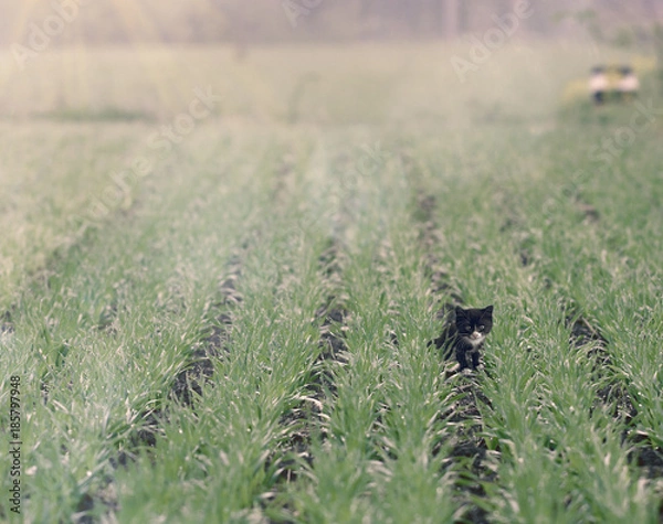 Obraz Kitten in the field