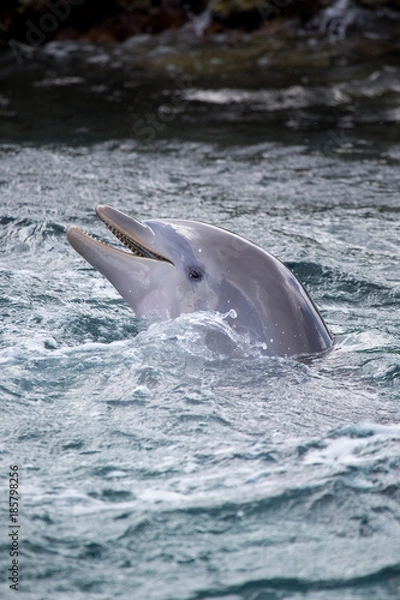 Obraz Delfin im Meer