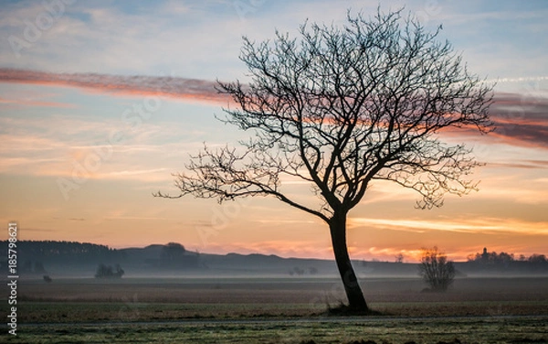 Fototapeta winter tree