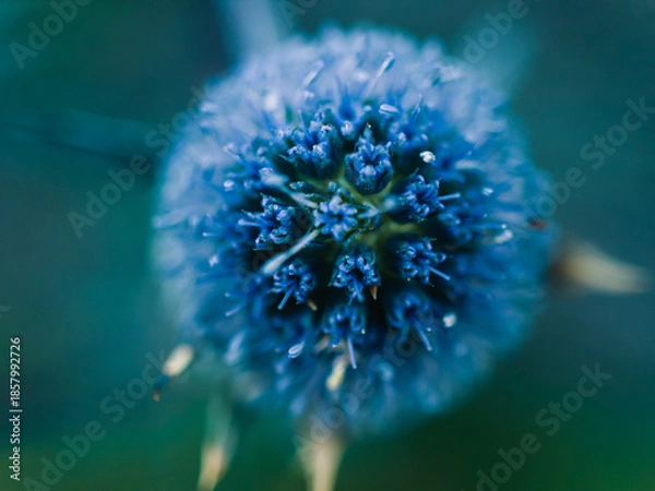 Fototapeta blue flower macro