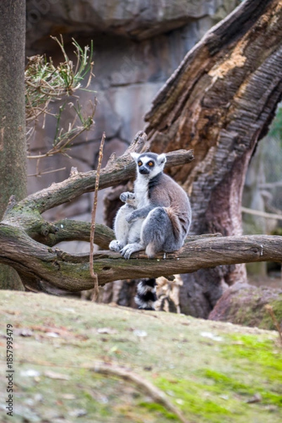 Obraz Ring-Tailed Lemur Resting on Tree Branch