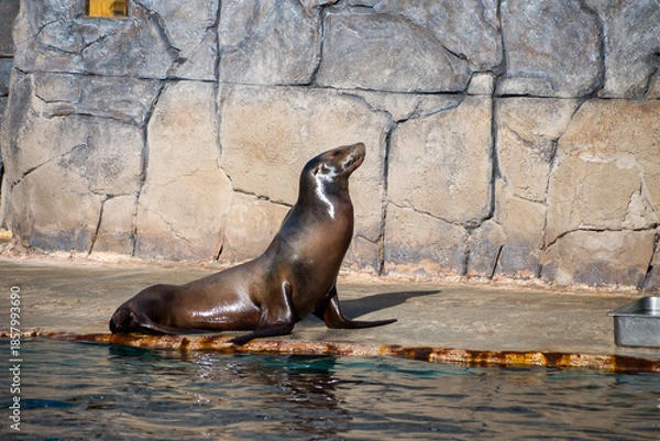 Obraz Sea Lion Resting by Pool Edge