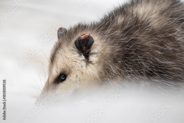 Obraz Opossums in winter