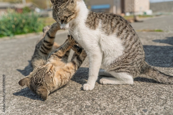 Obraz 喧嘩して遊ぶ子猫
