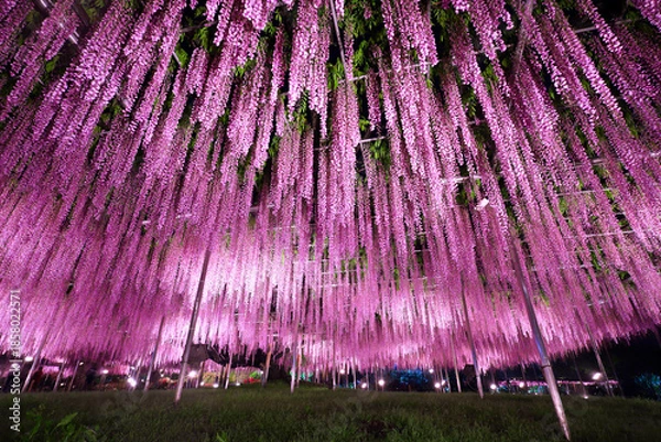 Fototapeta あしかがフラワーパーク　大藤のライトアップ