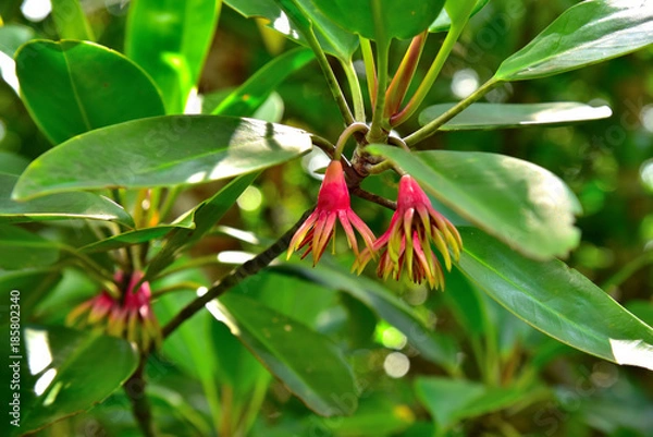 Obraz オヒルギの花