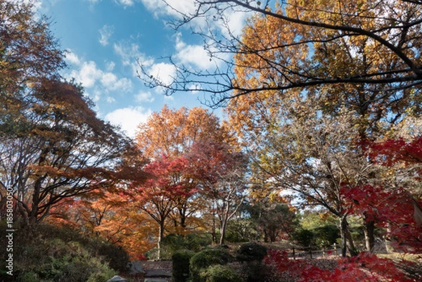Obraz カラフルな秋の公園の風景　滋賀県大津市びわこ文化公園
