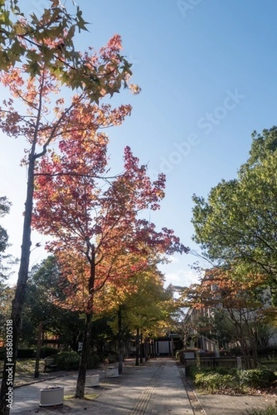 Obraz カラフルな秋の公園の風景　滋賀県大津市びわこ文化公園