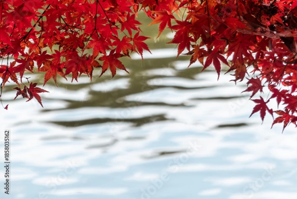 Obraz 公園の池の上の真っ赤な紅葉　秋の風景