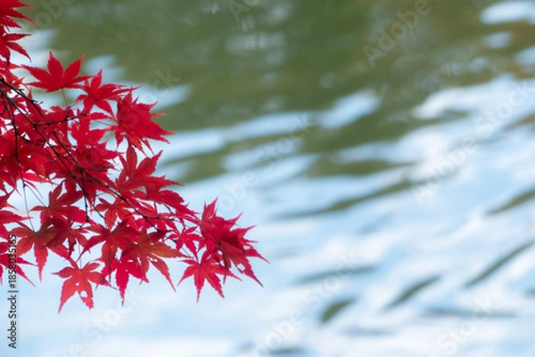 Obraz 公園の池の上の真っ赤な紅葉　秋の風景