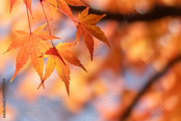 Obraz オレンジ色の葉っぱが太陽に照らされて美しく光る光景　秋の公園の風景