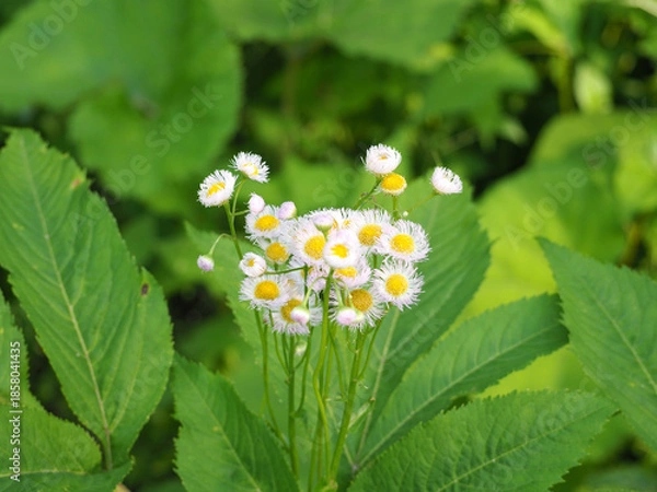 Obraz 植物　白い花　風景
