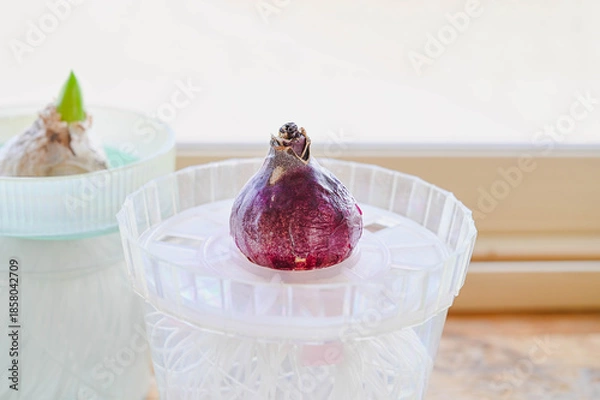 Obraz 冬の窓辺の水栽培のヒヤシンス