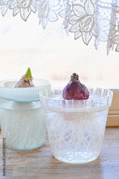 Obraz 冬の窓辺の水栽培のヒヤシンス