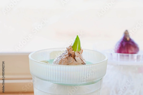 Obraz 冬の窓辺の水栽培のヒヤシンス