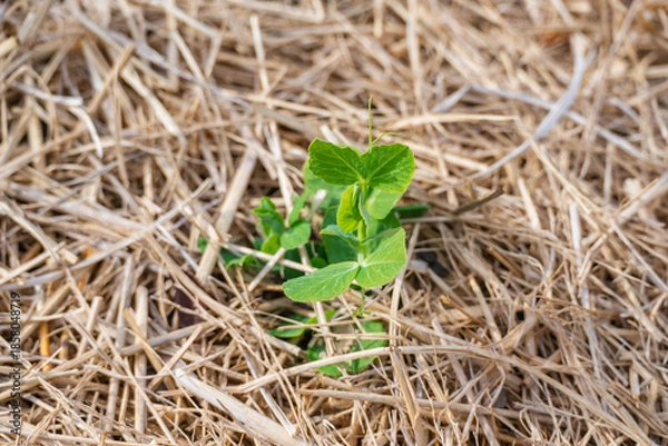 Obraz 冬の野菜畑のえんどう