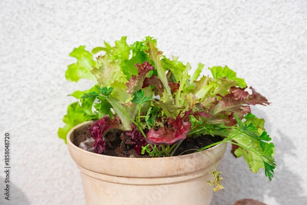 Obraz 鉢に植えたレタスミックスとイタリアンパセリ
