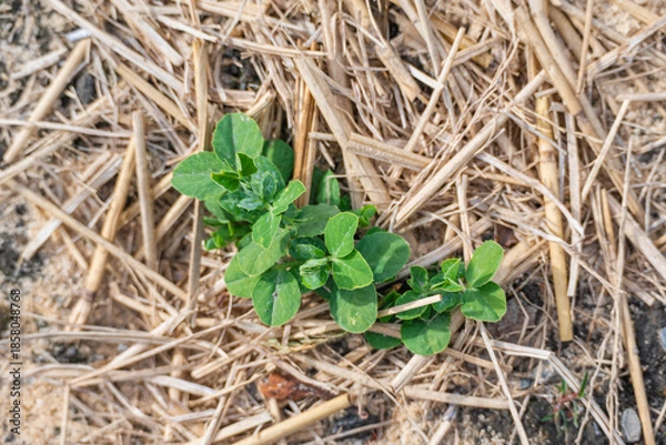 Obraz 冬の野菜畑のえんどう